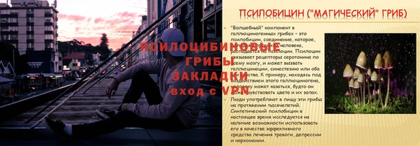гидра Инта